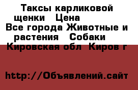 Таксы карликовой щенки › Цена ­ 20 000 - Все города Животные и растения » Собаки   . Кировская обл.,Киров г.